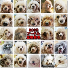 narapoodle24